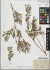Foto von Salix repens L.